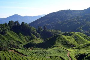 Cameron Highlands