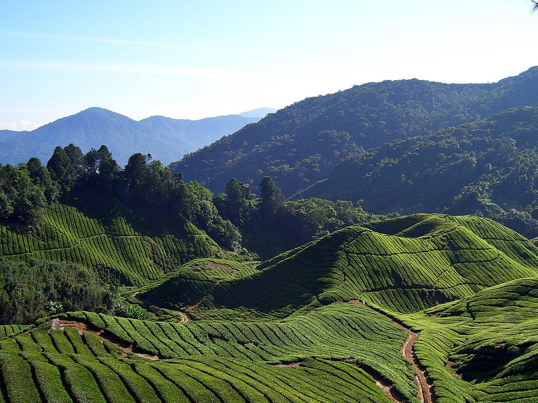 cameron highlands