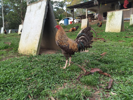 Ceo Sarawak Gamefarm Ceo Sarawak Gamefarm